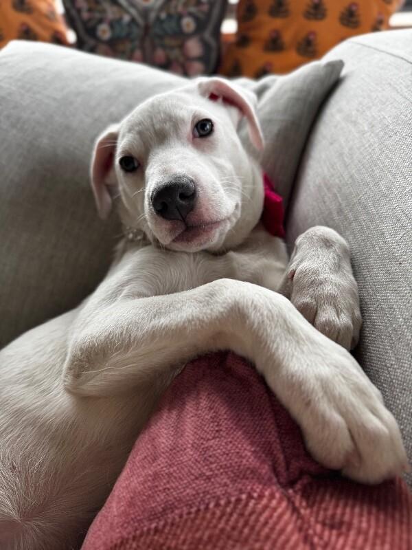 Yuki The Adorable Nugget — thumbnail 3