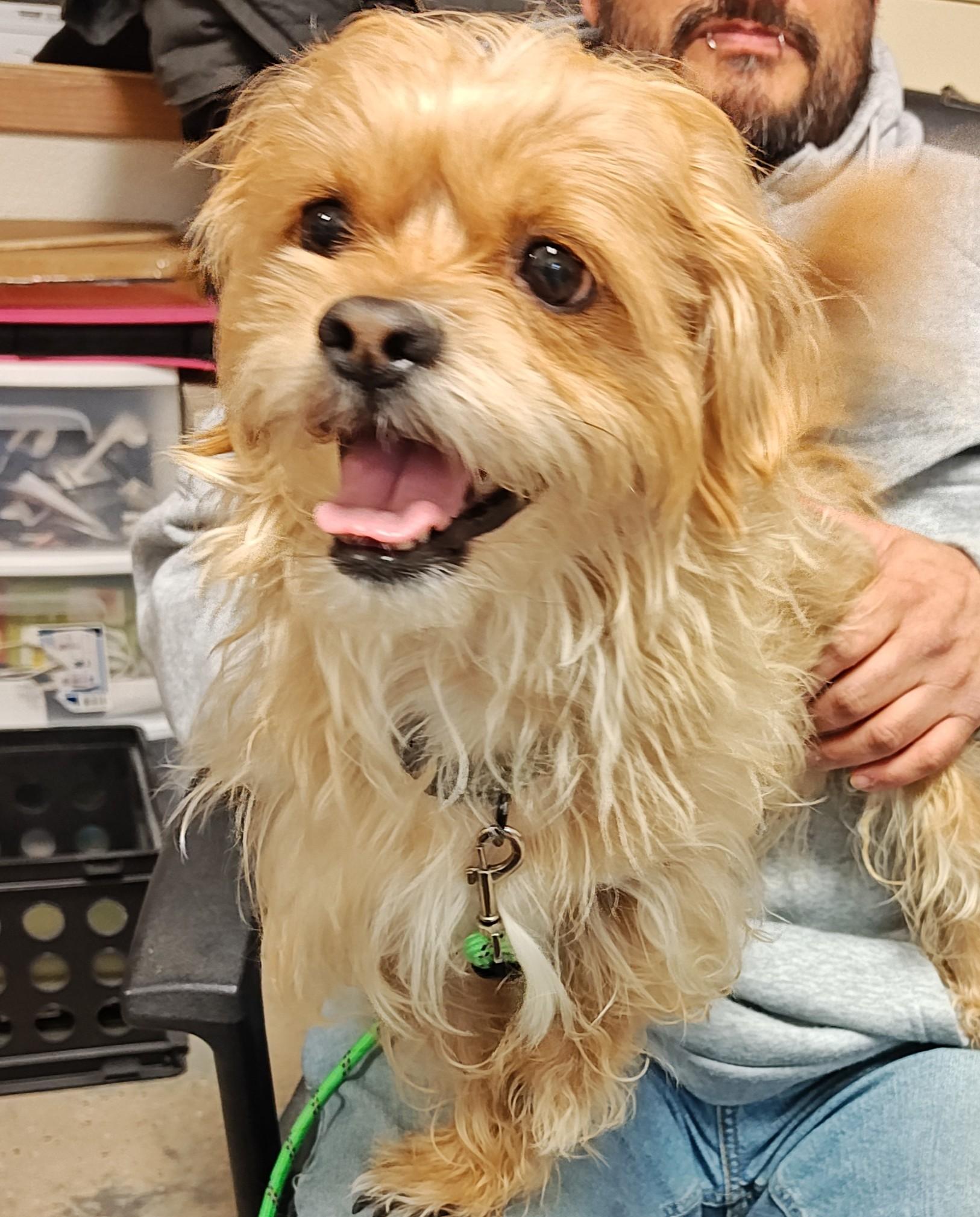 Enlarge Benny , an adopted mixed breed in Wahpeton, ND image 1/2