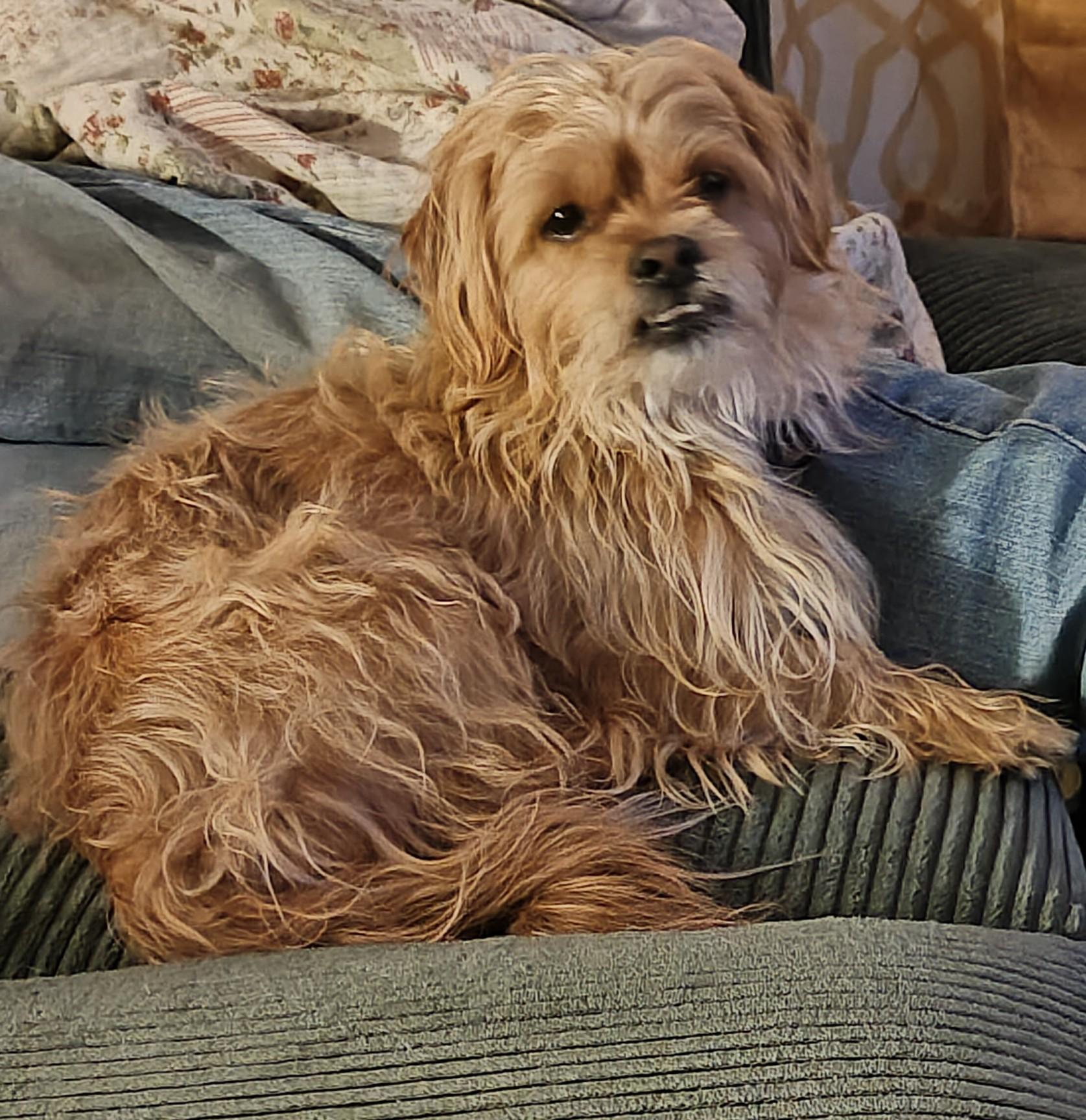 Enlarge Benny , an adopted mixed breed in Wahpeton, ND image 2/2