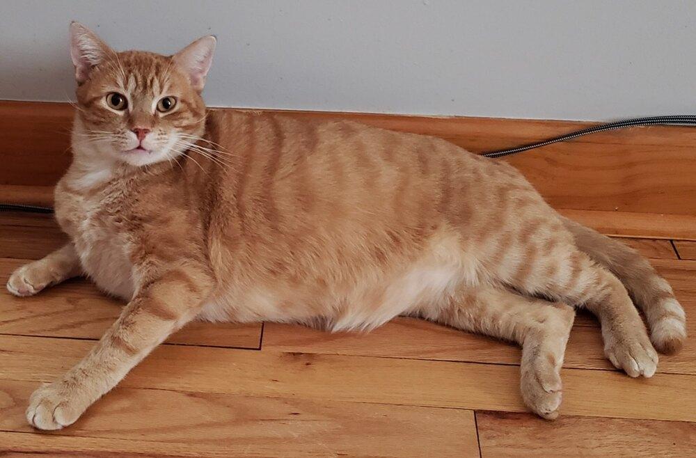 Lance, Adoptable, Adult Male Domestic Short Hair.