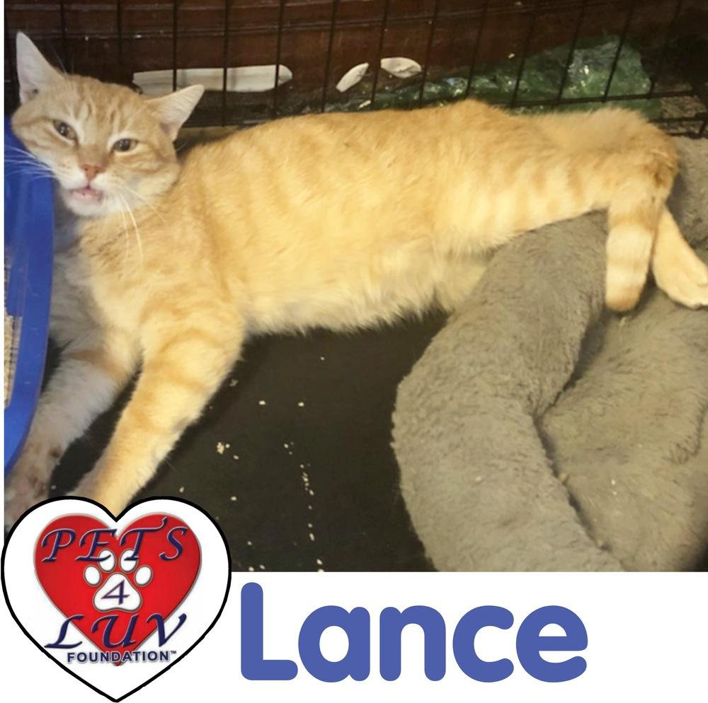 Enlarge Lance, a Adoptable mixed breed in Westbury, NY image 3/6