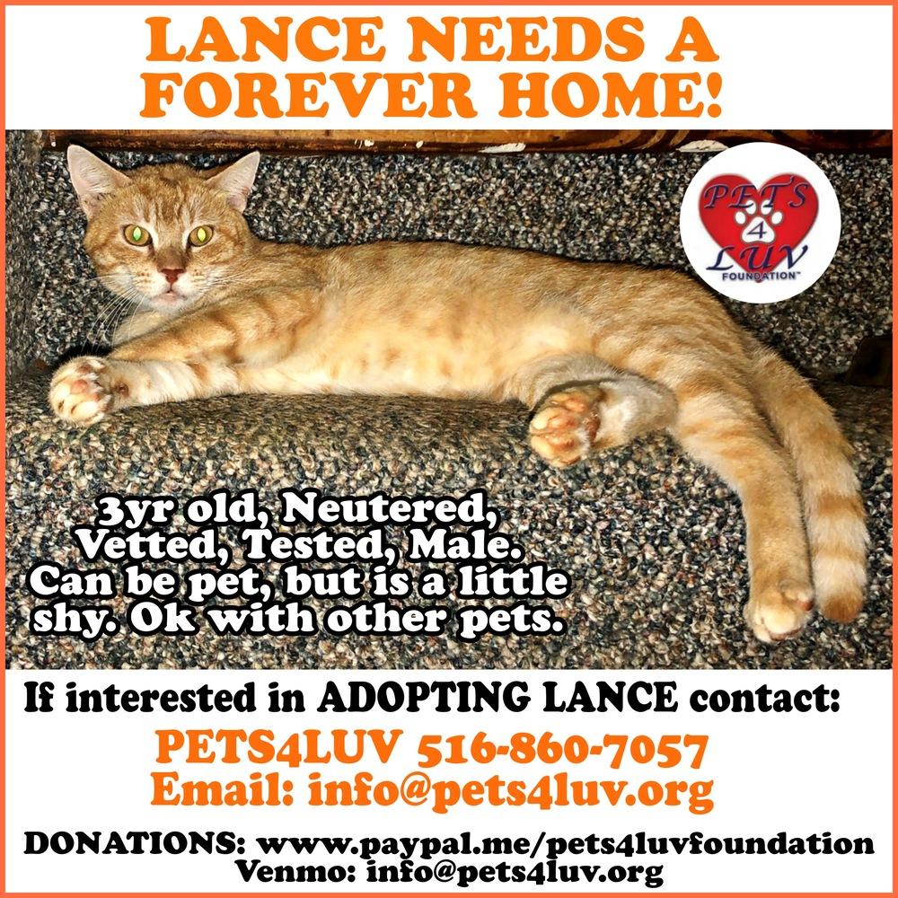 Enlarge Lance, a Adoptable mixed breed in Westbury, NY image 5/6