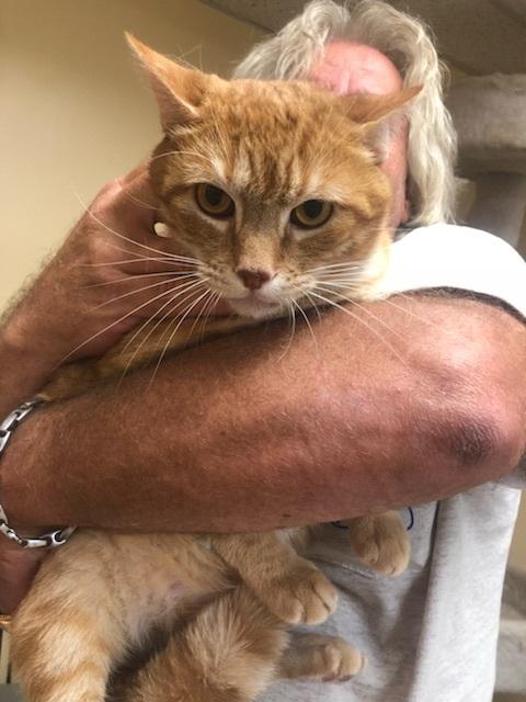 Enlarge Lance, a Adoptable mixed breed in Westbury, NY image 6/6