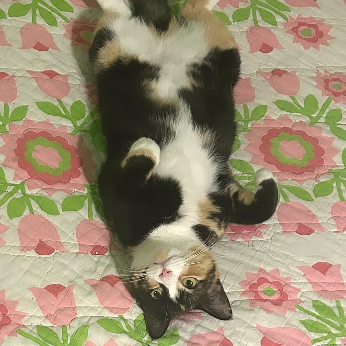 Enlarge Lori, a Adoptable Calico in Newark, NJ image 1/1