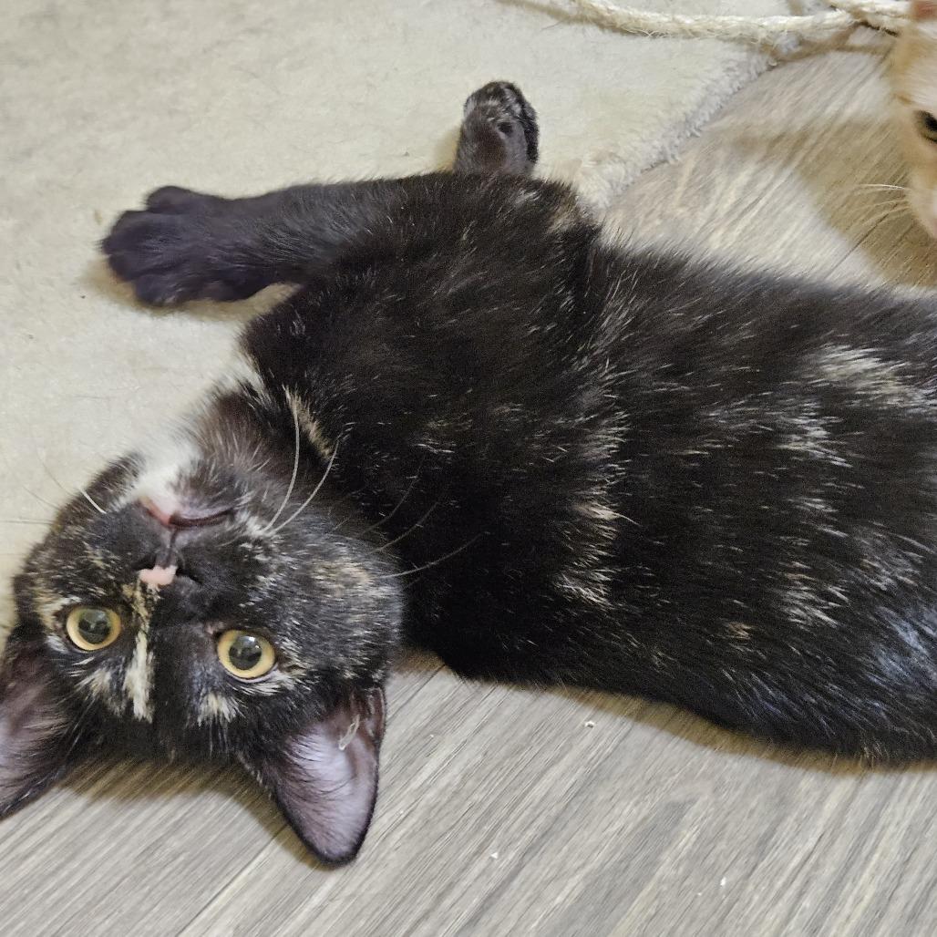 Witches' Brew, Adoptable, Young Female Domestic Short Hair.