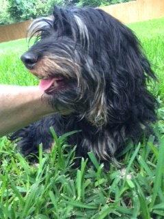 Enlarge Penny, a Adopted Dachshund in Pearland, TX image 1/3