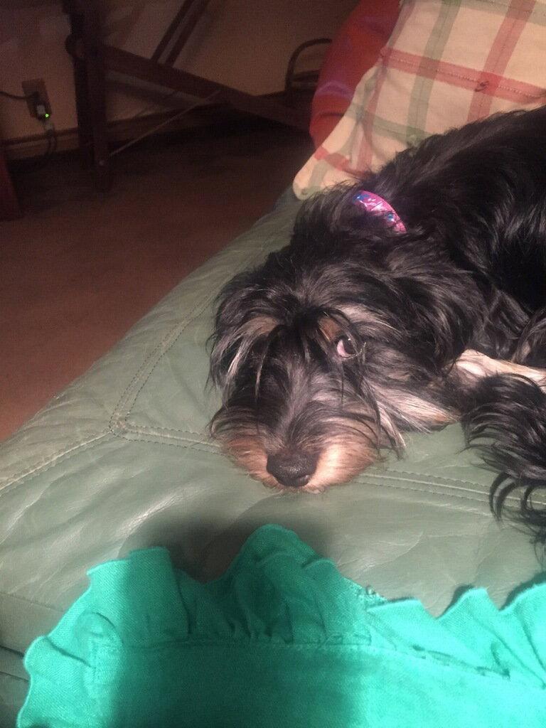 Enlarge Penny, a Adopted Dachshund in Pearland, TX image 2/3