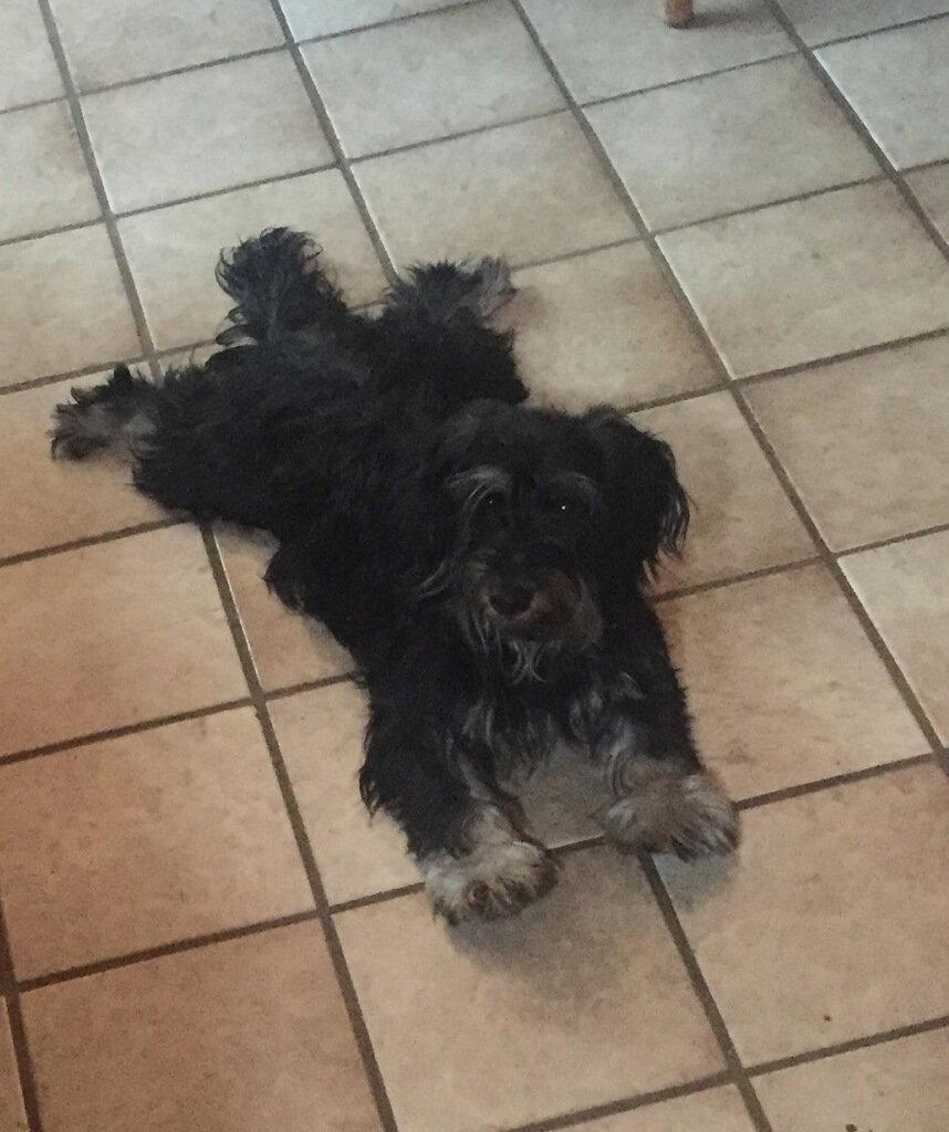 Enlarge Penny, a Adopted Dachshund in Pearland, TX image 3/3