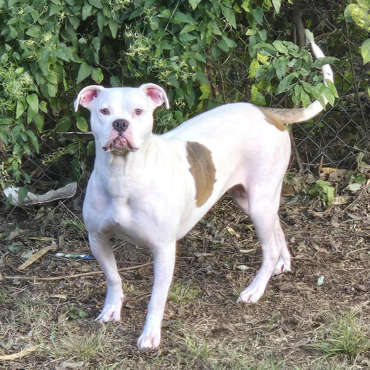 Mabel, ADOPTABLE, Young Female Boxer & Pit Bull Terrier.