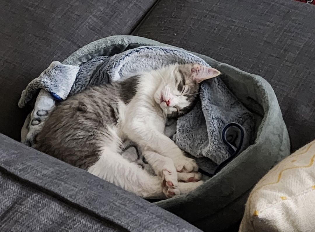 Enlarge Purrcy, a Adopted Domestic Short Hair in Montreal, QC image 1/5