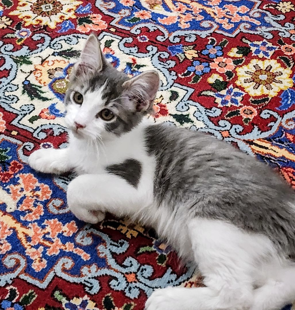 Enlarge Purrcy, a Adopted Domestic Short Hair in Montreal, QC image 2/5