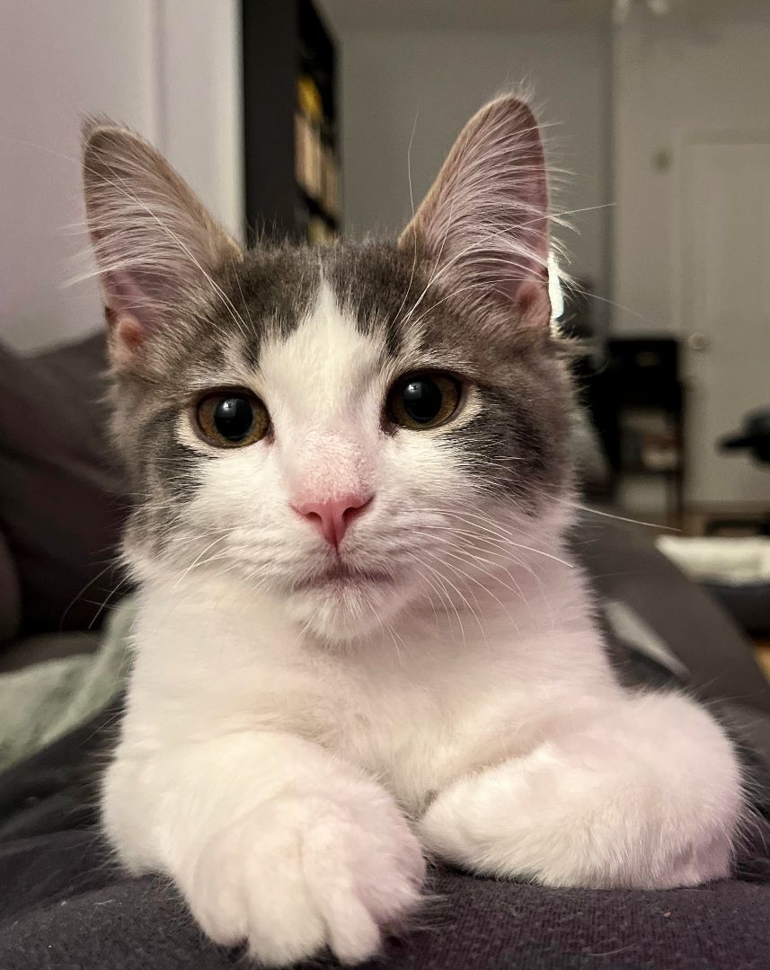 Enlarge Purrcy, a Adopted Domestic Short Hair in Montreal, QC image 3/5