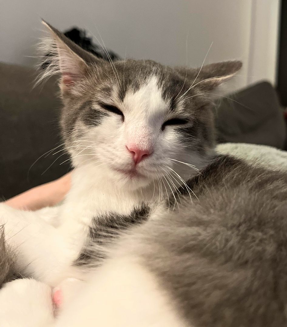 Enlarge Purrcy, a Adopted Domestic Short Hair in Montreal, QC image 4/5