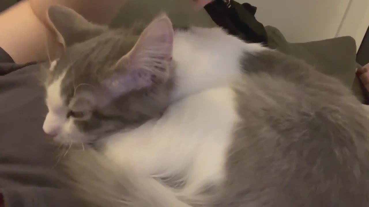 Enlarge Purrcy, a Adopted Domestic Short Hair in Montreal, QC video 5/5