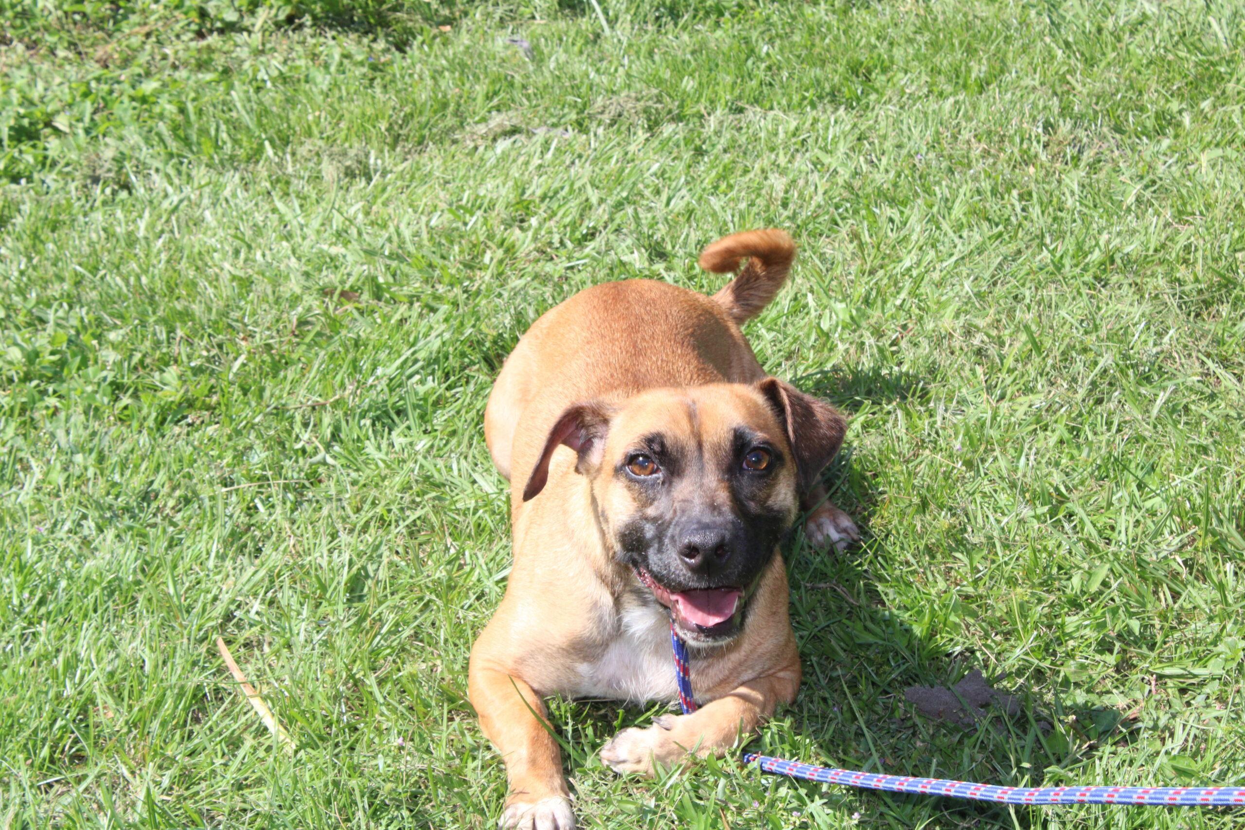 Buddy, Adoptable, Adult Male Mixed Breed.
