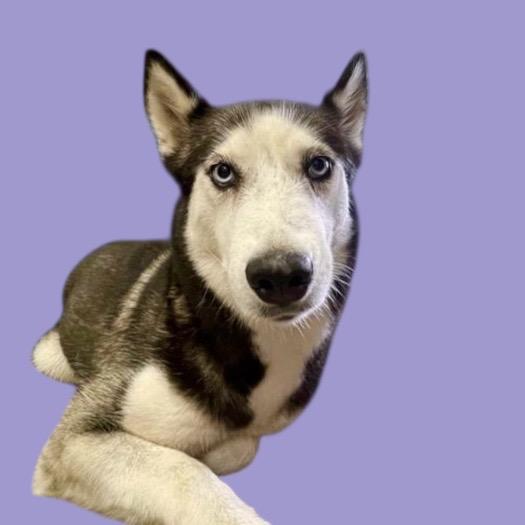 Enlarge Koi, a Adoptable Husky in Scottsdale, AZ image 1/1