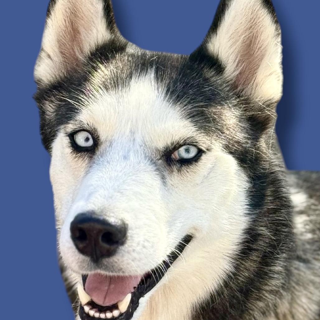 Enlarge Koi, a Adoptable Husky in Scottsdale, AZ image 2/2
