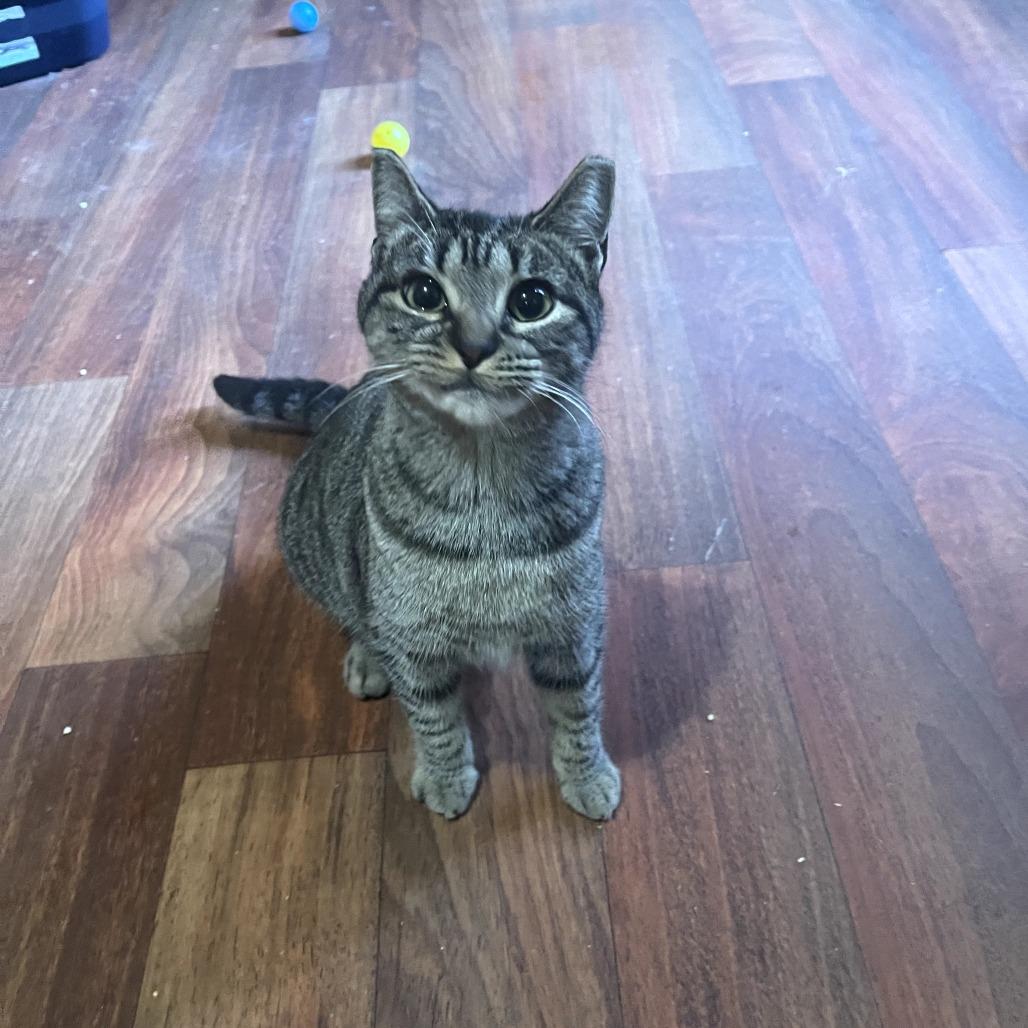 Charlie, Adoptable, Adult Female Domestic Short Hair & Domestic Short Hair.