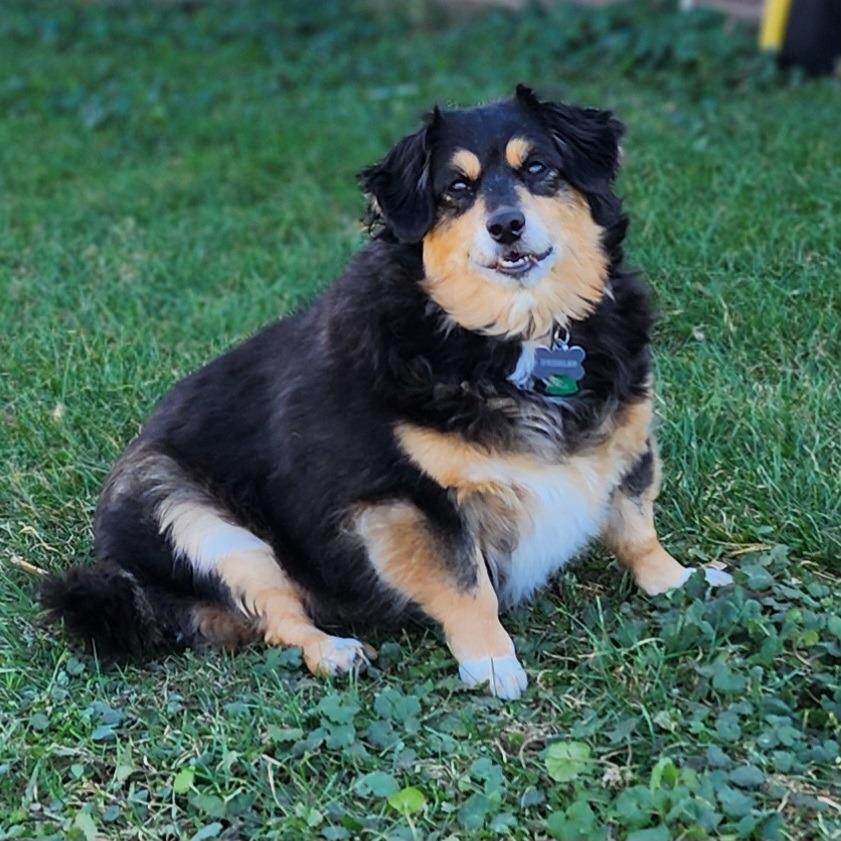 Bubbles, a Adoptable mixed breed in Toms Brook, VA image 1/2