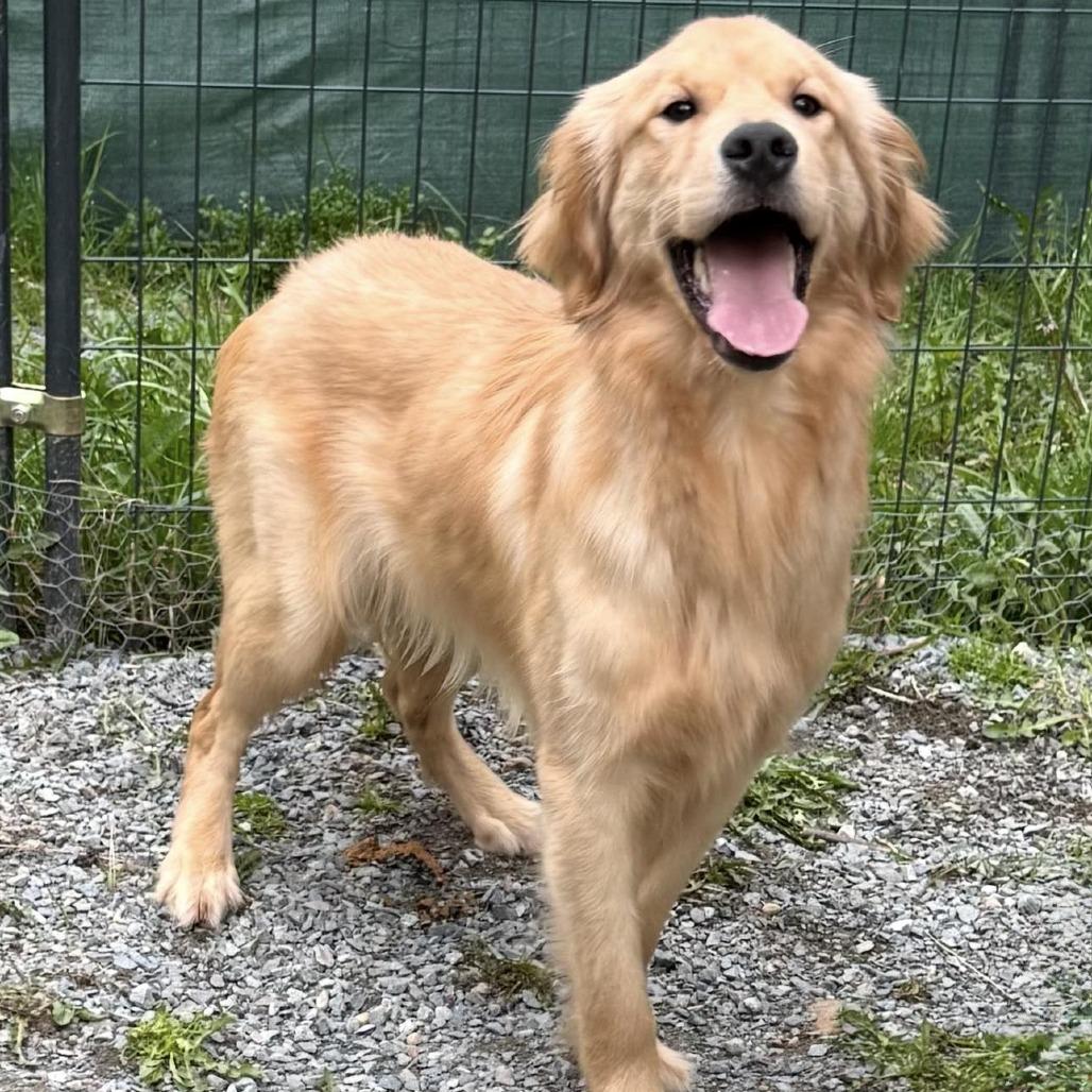 Enlarge LARRY, an adopted Golden Retriever in Graham, WA image 1/1