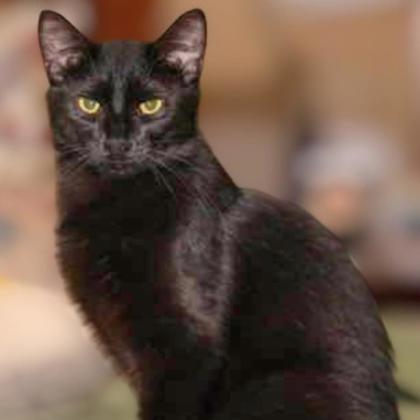 Ash (bonded with Blaze), Adoptable, Young Male Domestic Short Hair & Domestic Short Hair.