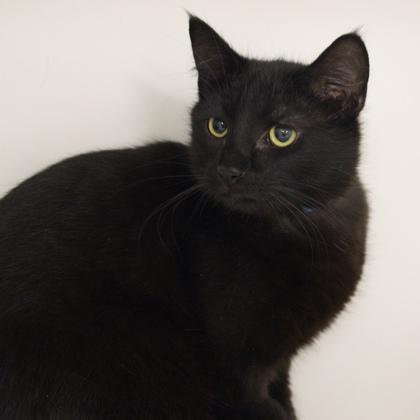 Ash (bonded with Blaze), a Adoptable mixed breed in Verona, WI image 2/3