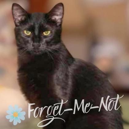 Ash (bonded with Blaze), a Adoptable mixed breed in Verona, WI image 3/3