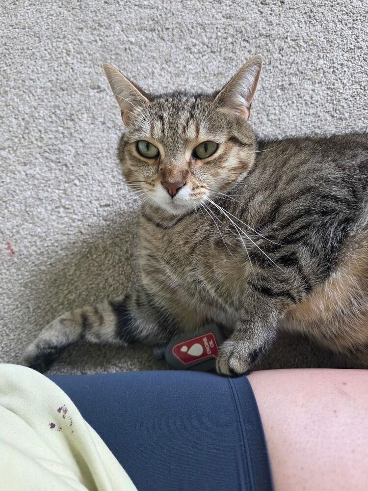 Gracie, Adoptable, Adult Female Domestic Short Hair.