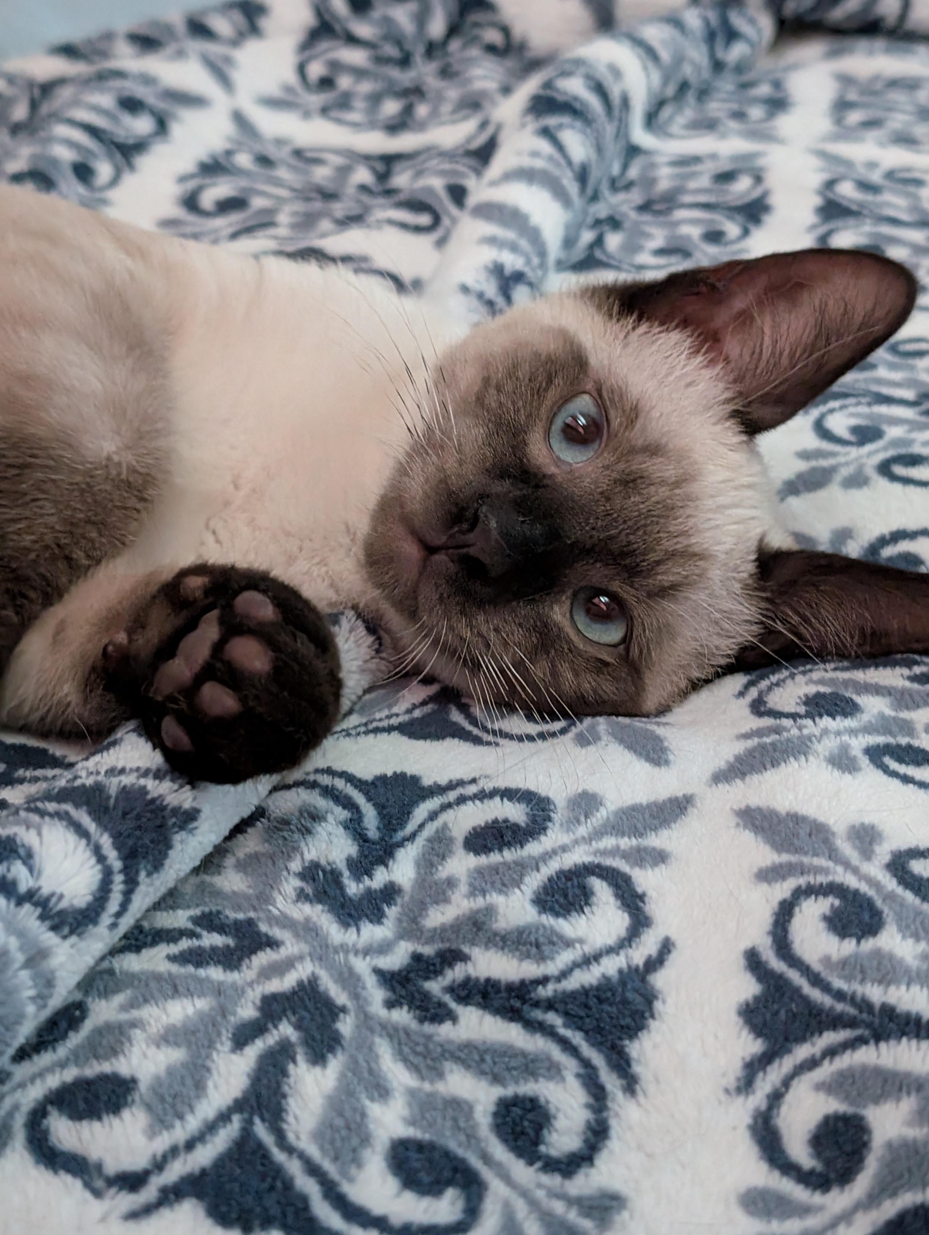 Remy, Adopted, Kitten Male Siamese.