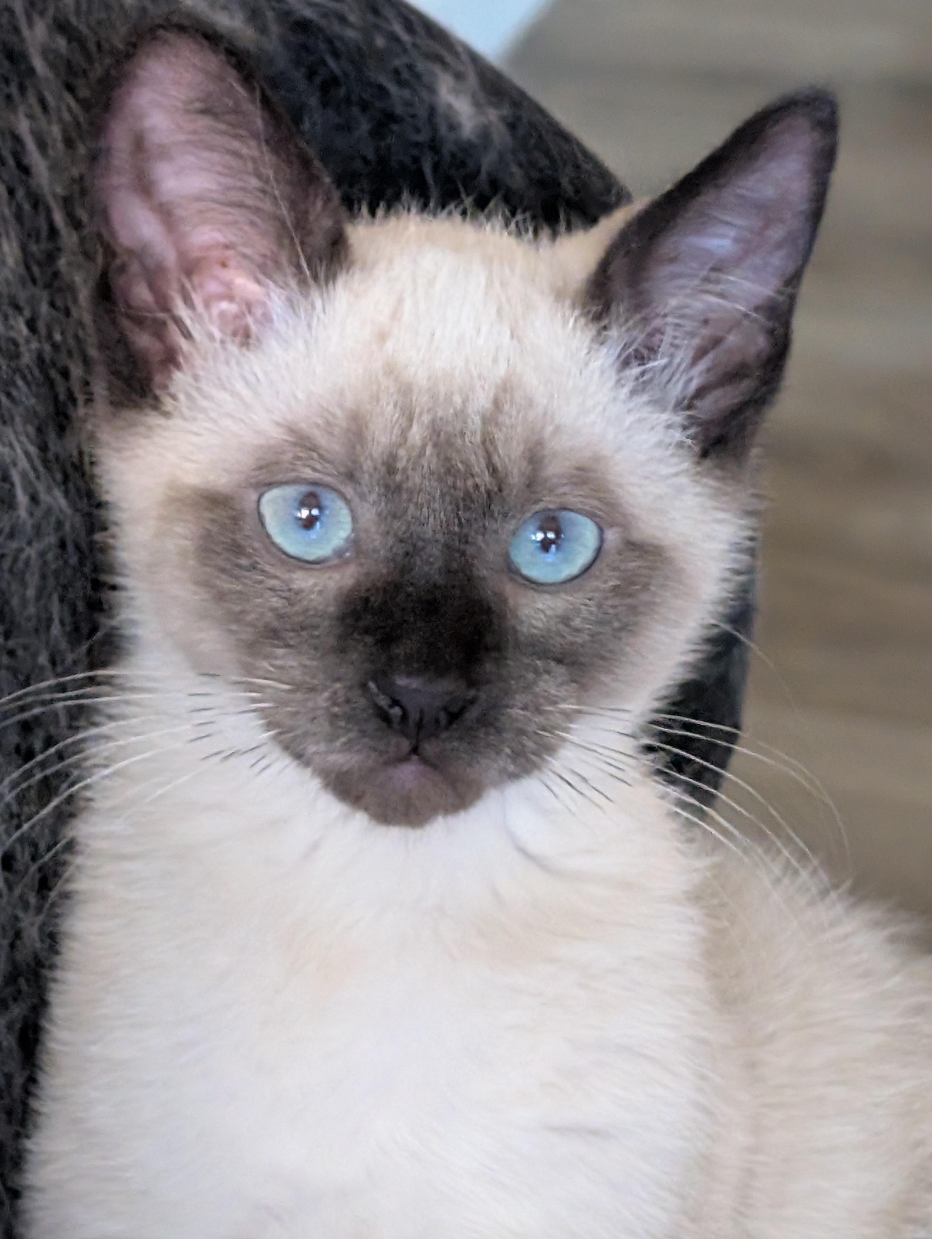 Enlarge Remy, a Adopted mixed breed in Concord, CA image 2/5