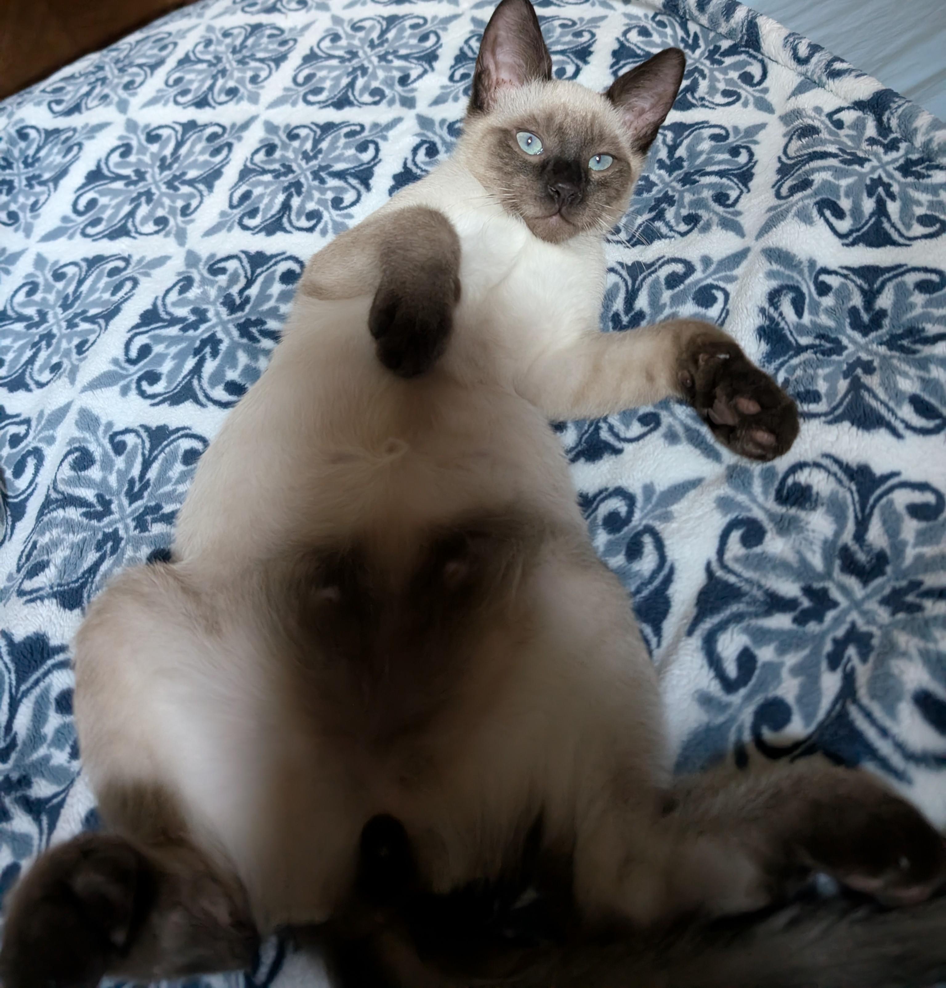 Enlarge Remy, a Adopted mixed breed in Concord, CA image 4/5