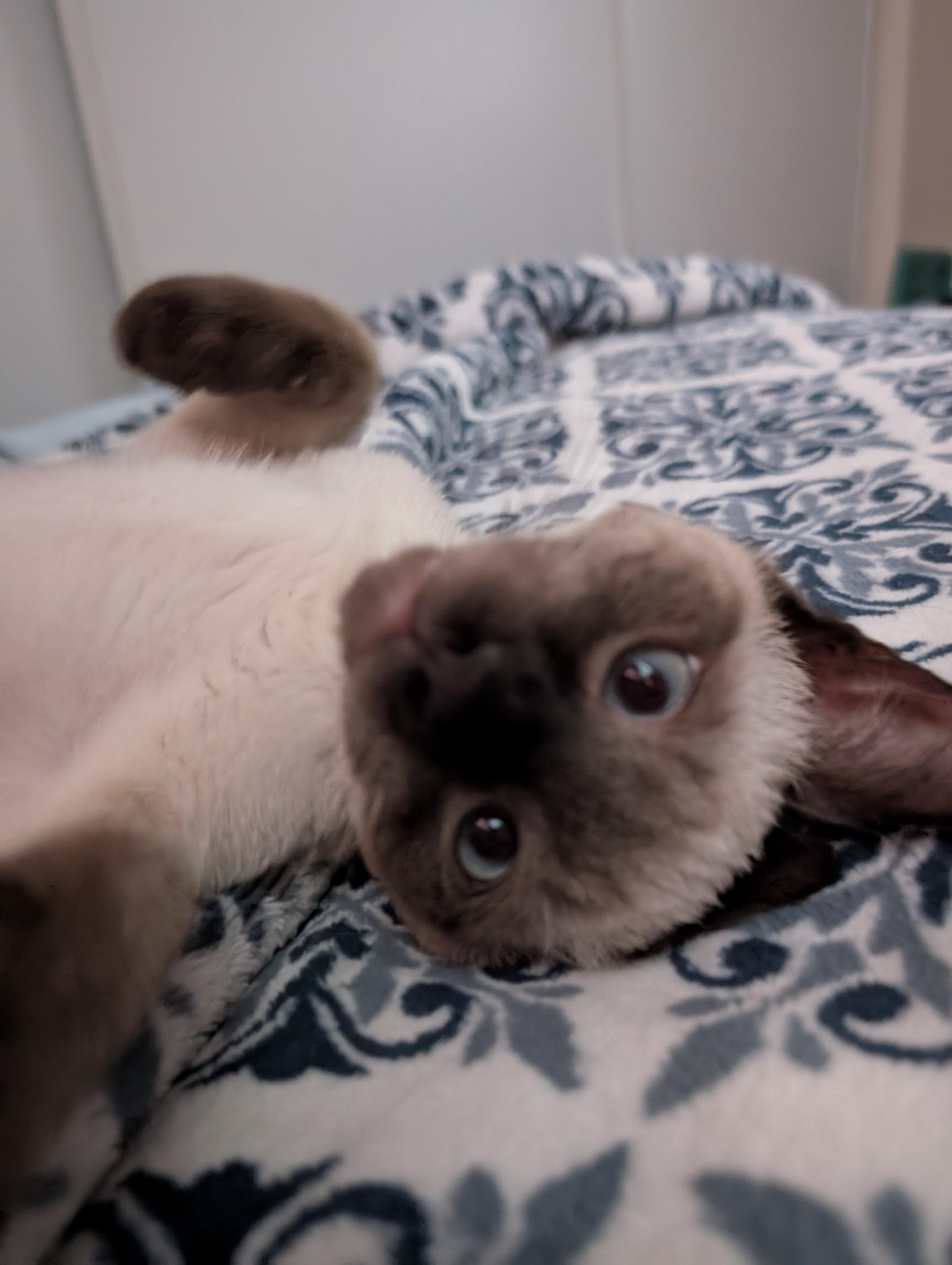 Enlarge Remy, a Adopted mixed breed in Concord, CA image 5/5