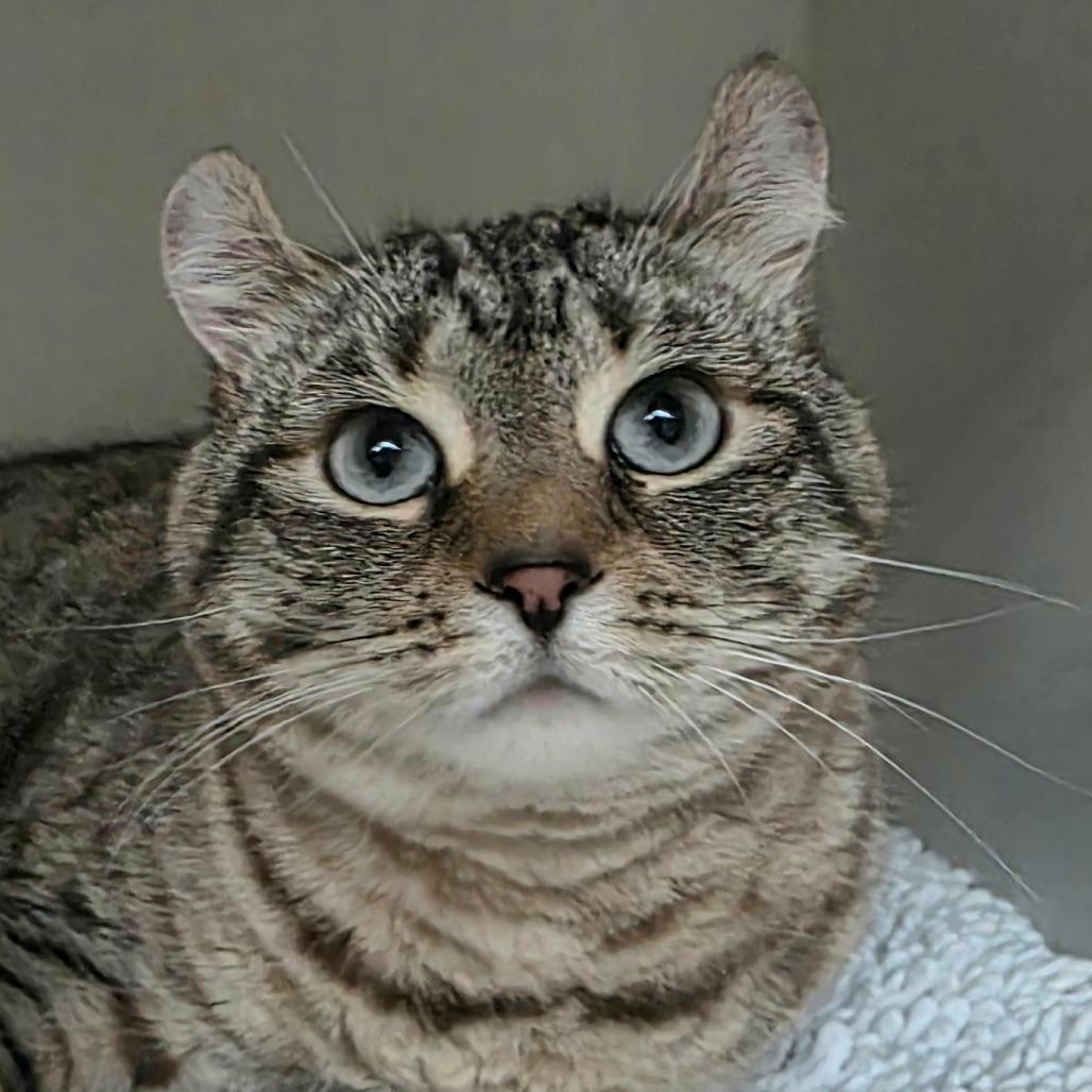 Dolly — thumbnail 2