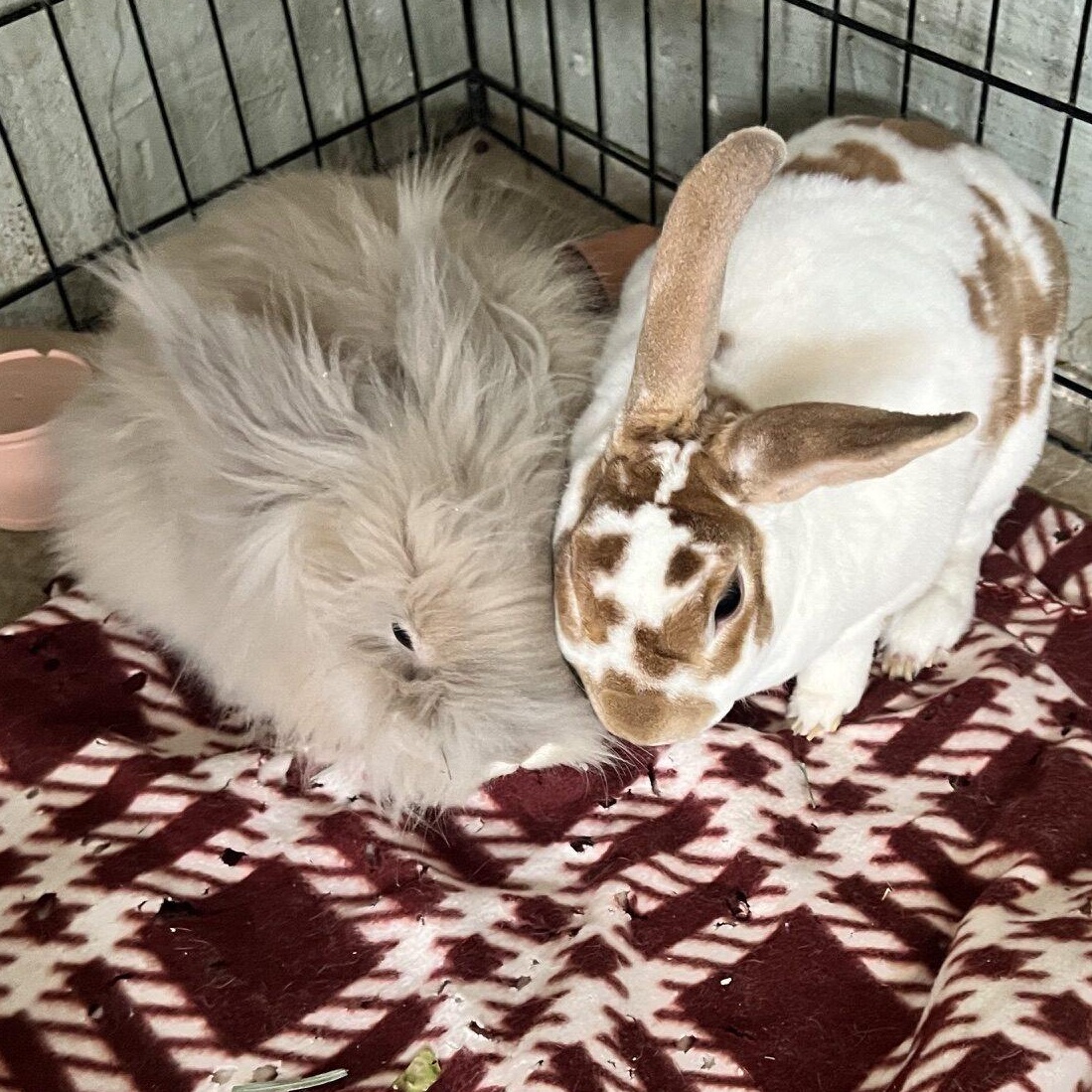 LUNA & THEODORE (PEN 14), adopted, Adult Male Bunny Rabbit.
