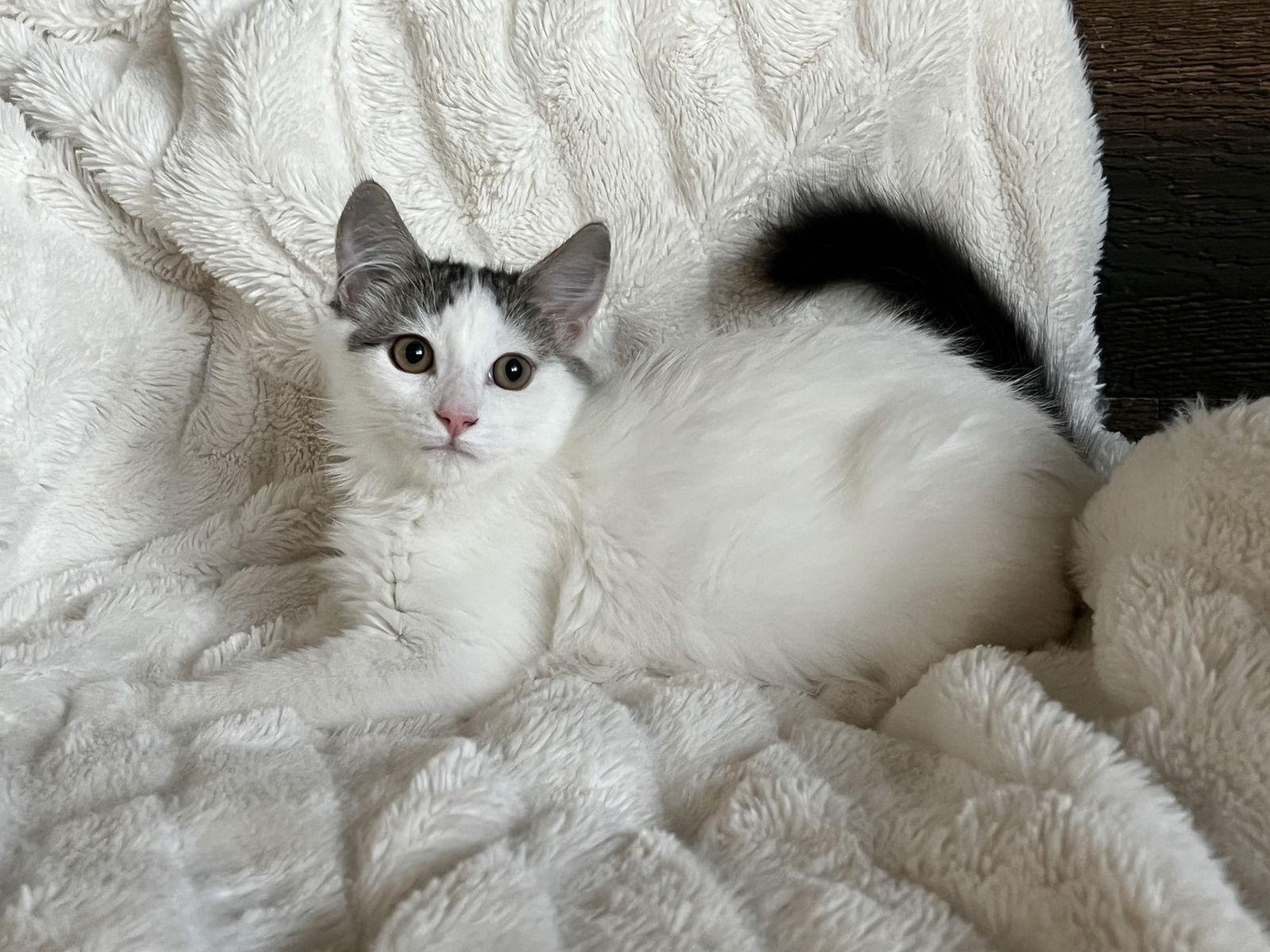 Howl, Adoptable, Kitten Male Domestic Long Hair.