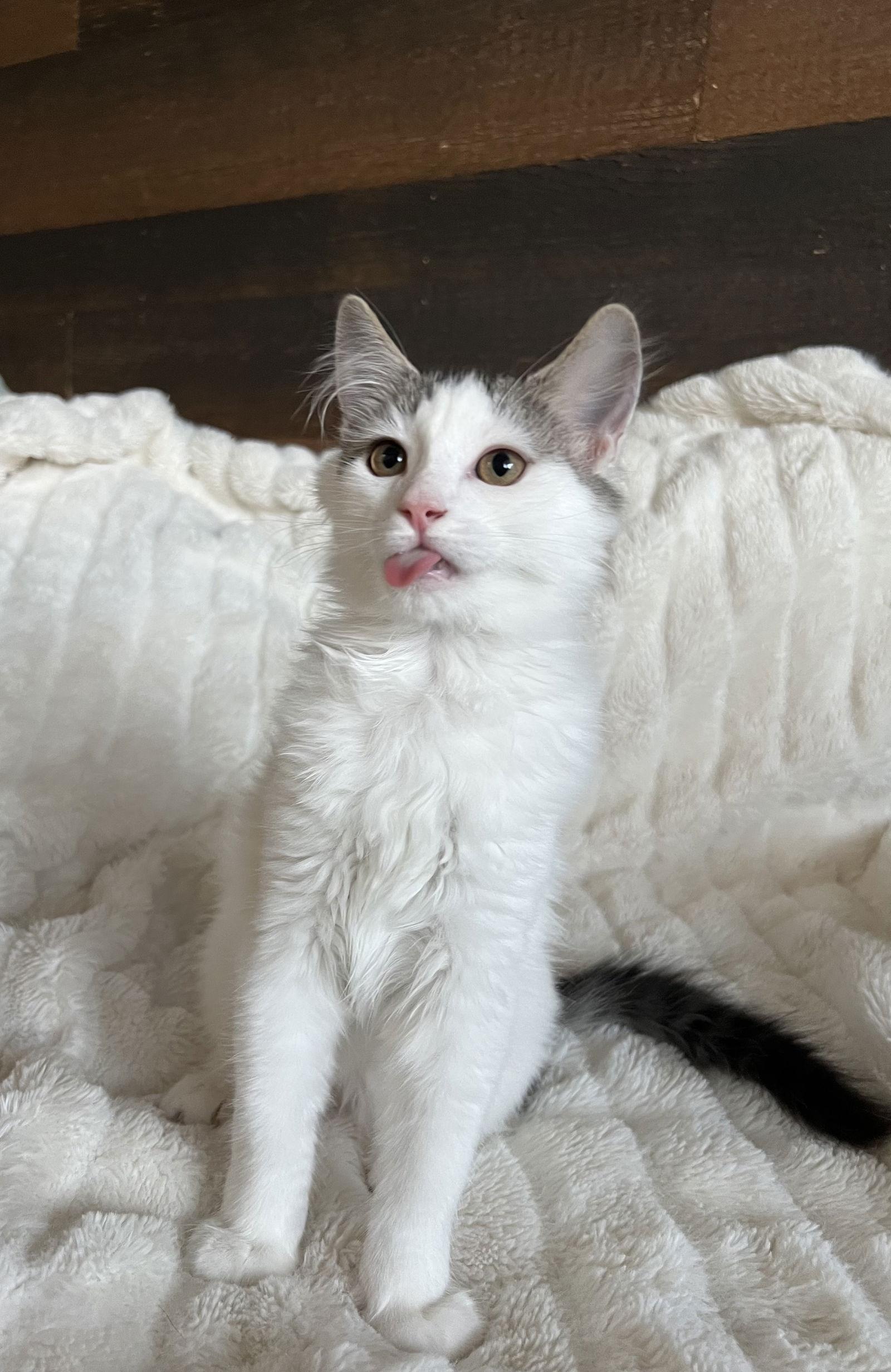 Howl, Adoptable, Kitten Male Domestic Long Hair.