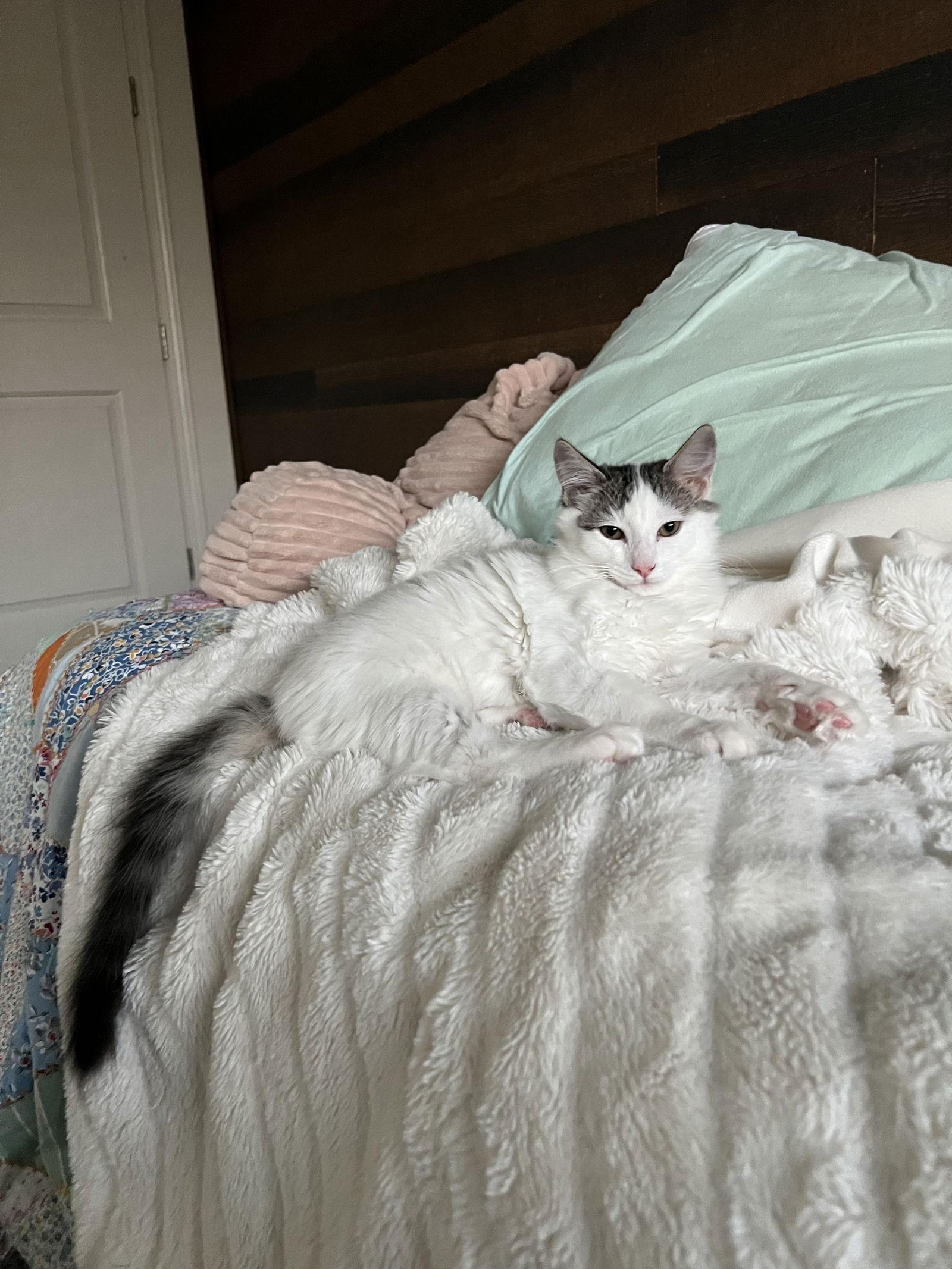 Howl, a Adoptable Domestic Long Hair in Walnut Creek, CA image 2/3