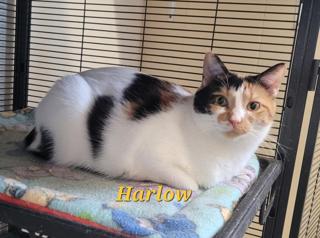 Harlow, a Adoptable mixed breed in Cedar Rapids, IA image 1/2