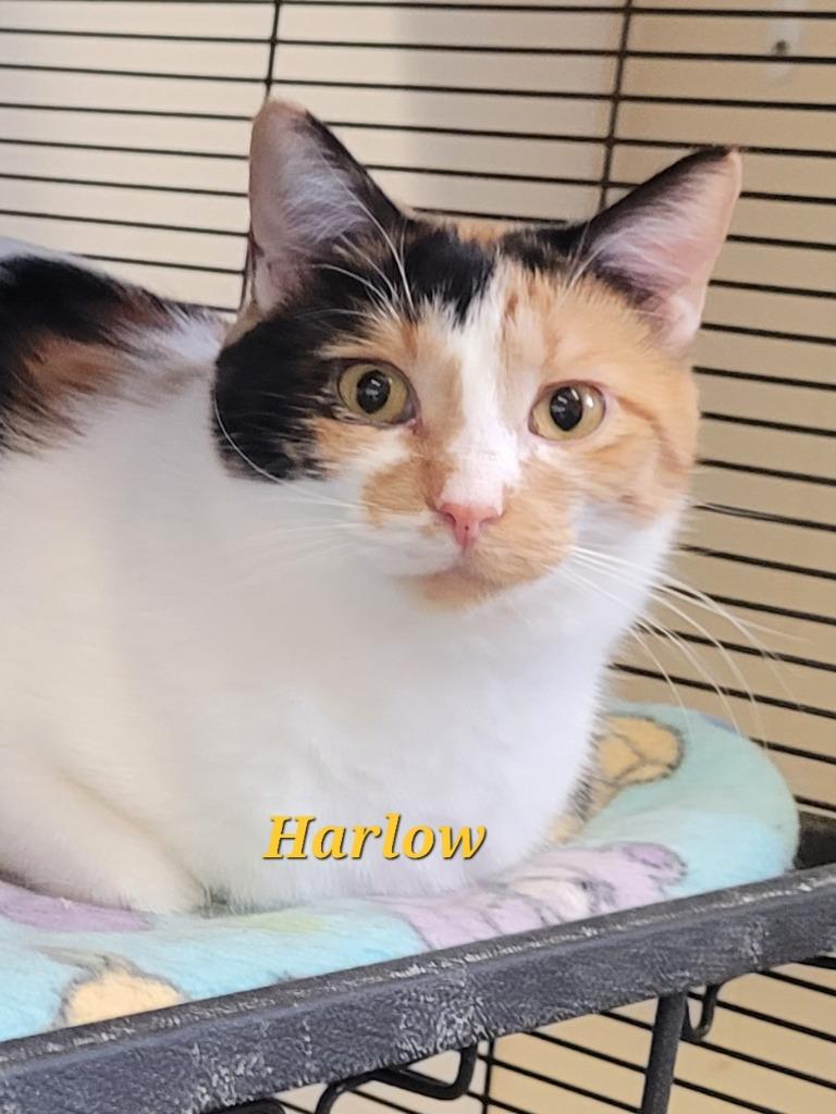 Harlow, Adoptable, Adult Female Domestic Short Hair.
