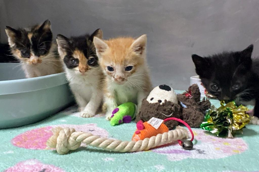 Enlarge Phoenix, a Adoptable mixed breed in Kelowna, BC image 2/6