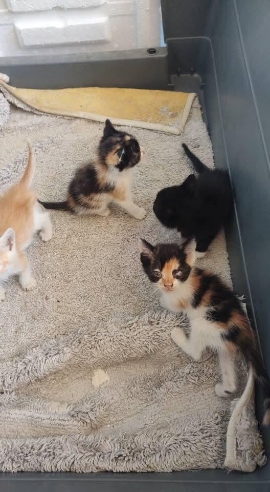 Enlarge Phoenix, a Adoptable mixed breed in Kelowna, BC image 3/6