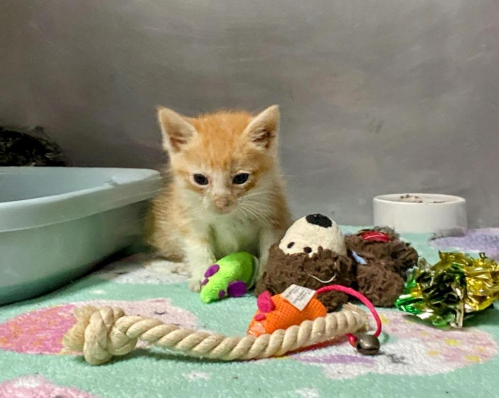 Enlarge Phoenix, a Adoptable mixed breed in Kelowna, BC image 4/6