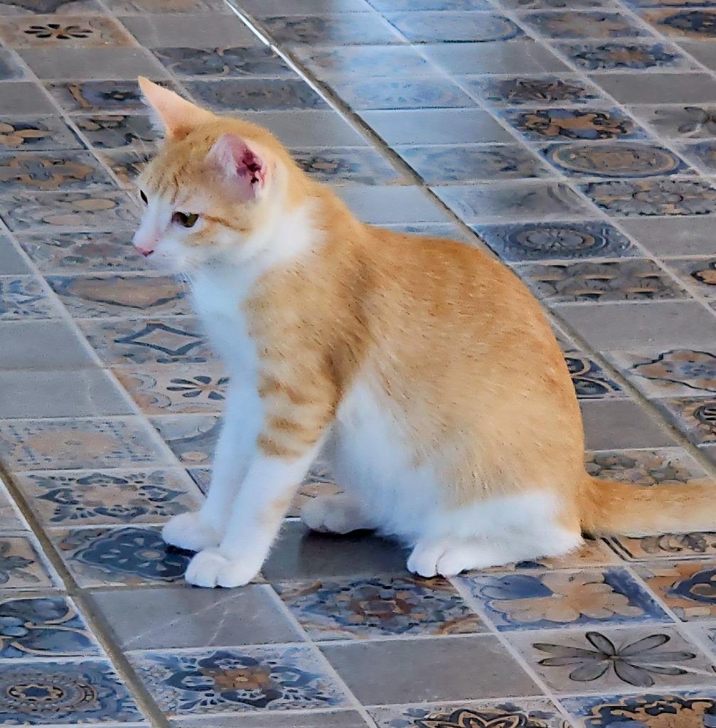 Enlarge Phoenix, a Adoptable mixed breed in Kelowna, BC image 5/6