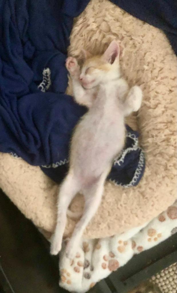 Enlarge Phoenix, a Adoptable mixed breed in Kelowna, BC image 6/6