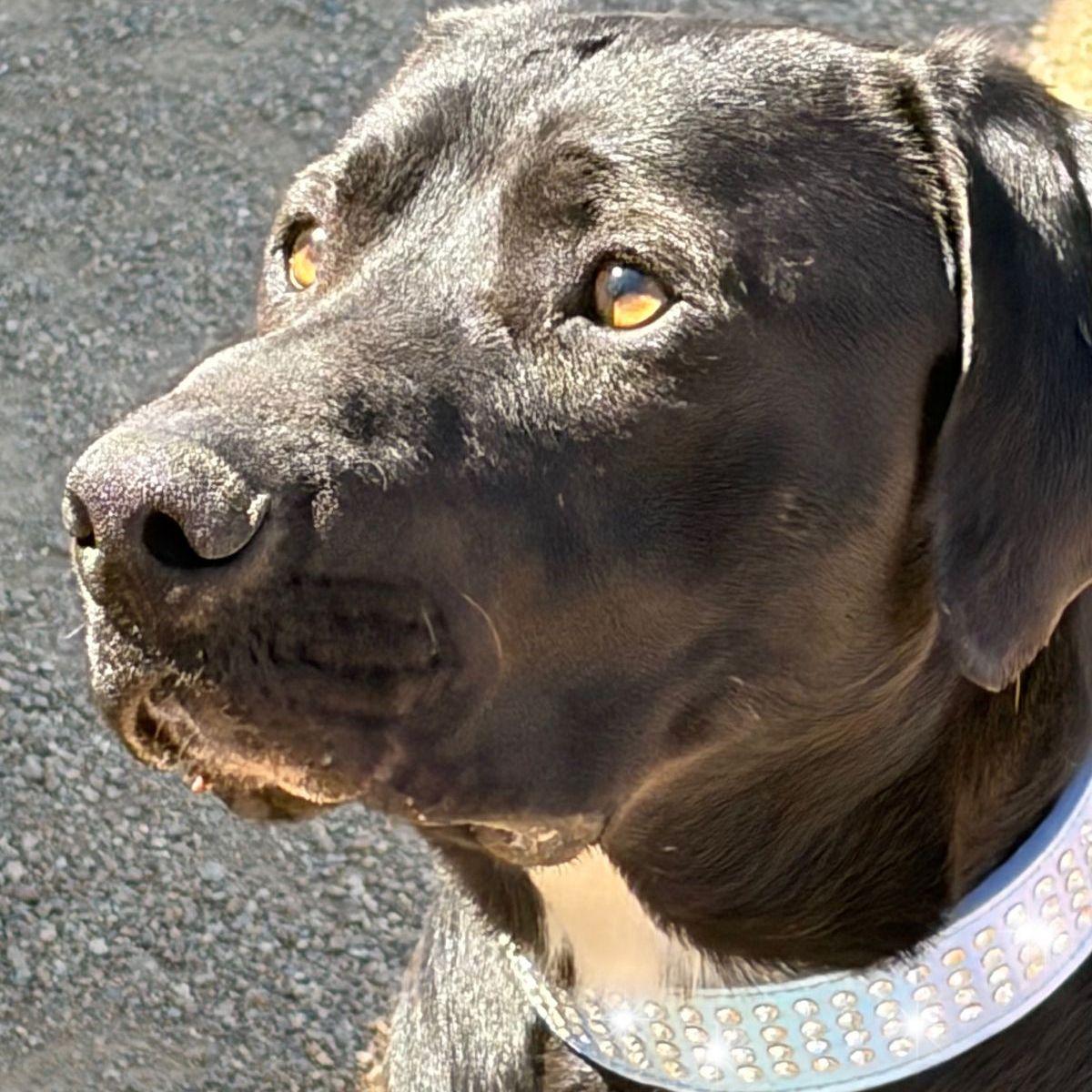 Oreo, Adoptable, Adult Male Labrador Retriever.