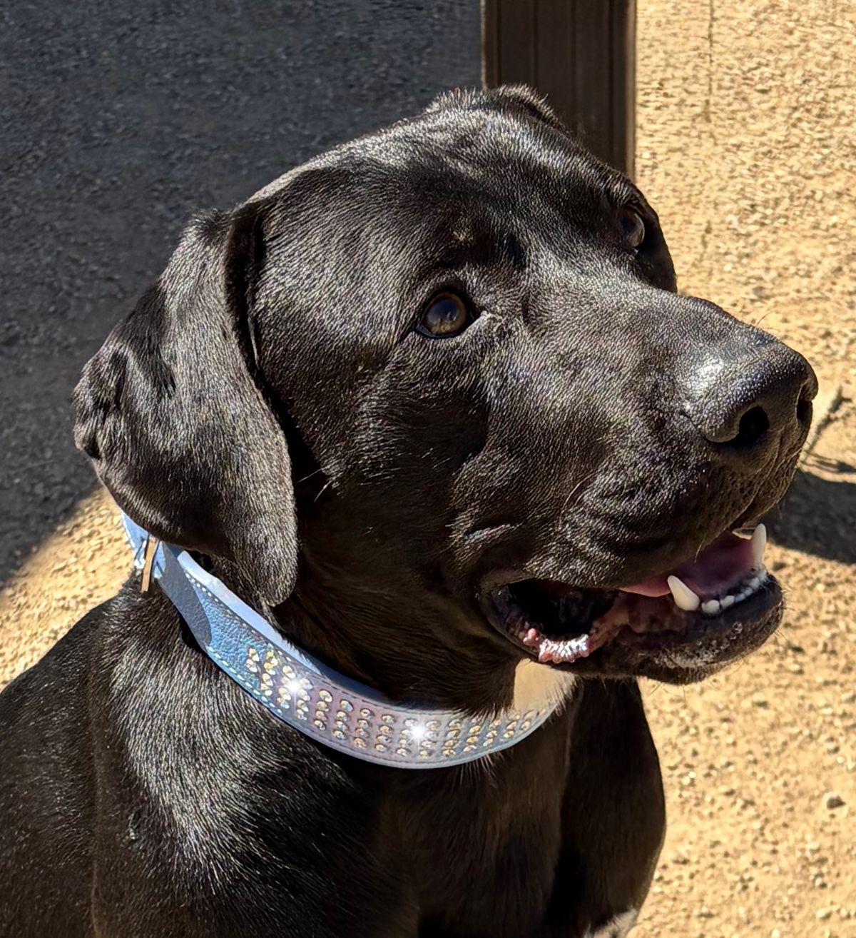 Enlarge Oreo, a Adoptable Labrador Retriever in Kingman, AZ image 2/3