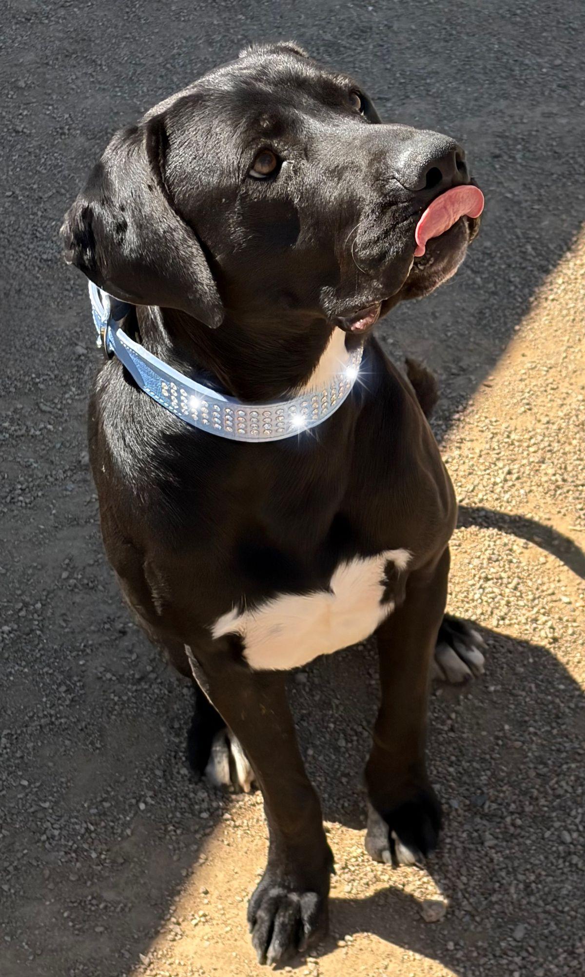 Enlarge Oreo, a Adoptable Labrador Retriever in Kingman, AZ image 3/3