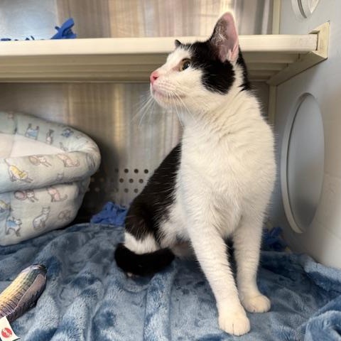 Enlarge Swayze, a ADOPTABLE Domestic Short Hair in Sweetwater, TN image 2/5