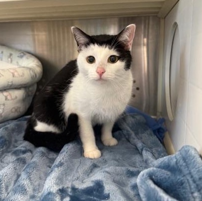 Enlarge Swayze, a ADOPTABLE Domestic Short Hair in Sweetwater, TN image 4/5