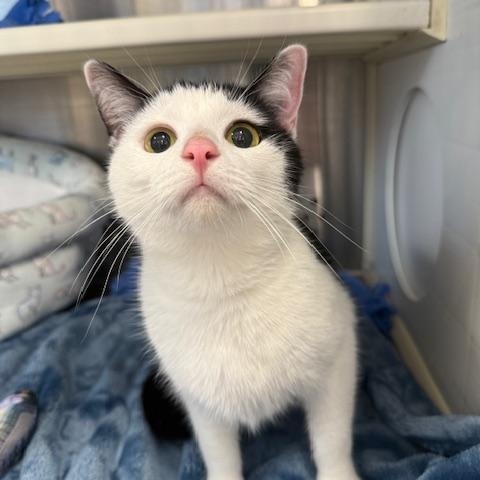 Enlarge Swayze, a ADOPTABLE Domestic Short Hair in Sweetwater, TN image 3/5